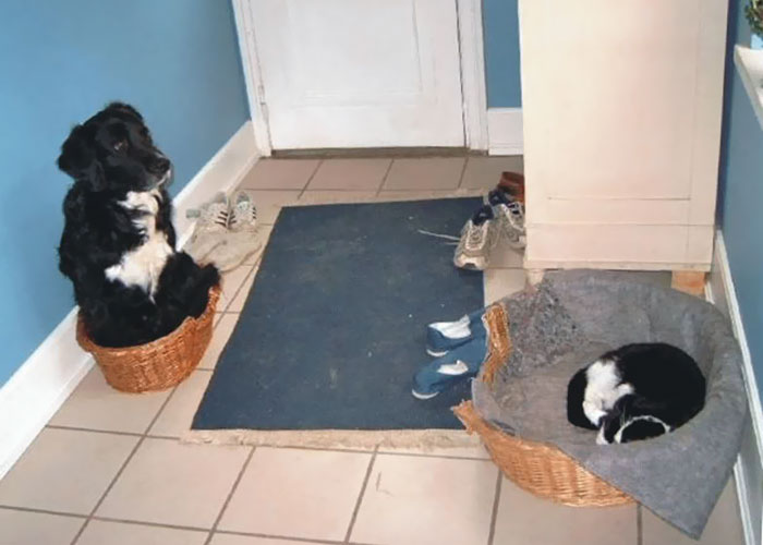 Gatíneos roubando a cama de catioros