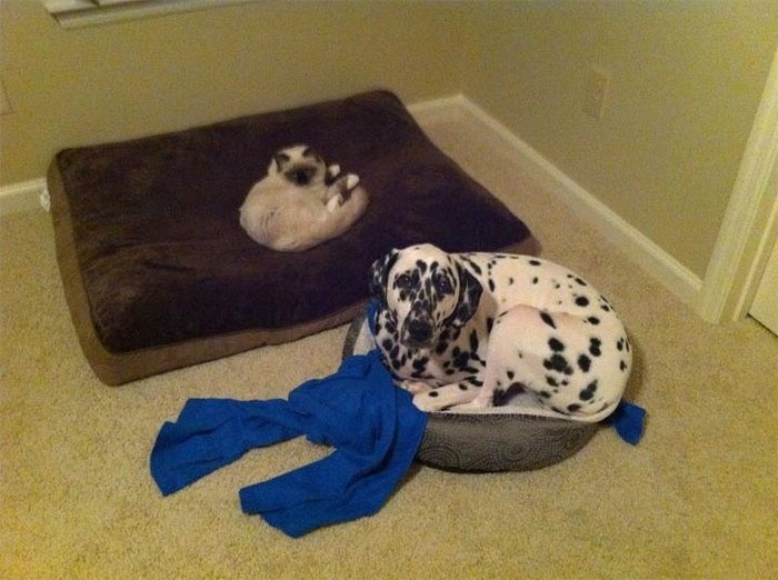 Gatíneos roubando a cama de catioros