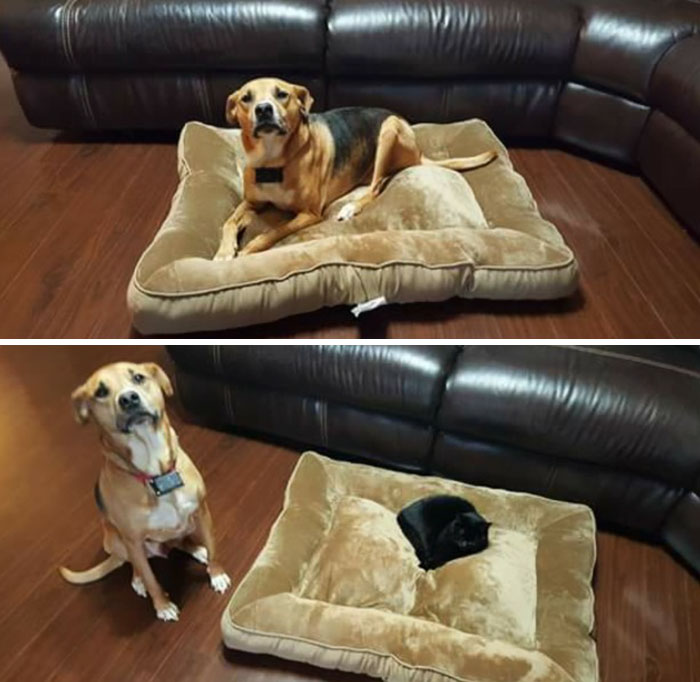 Gatíneos roubando a cama de catioros