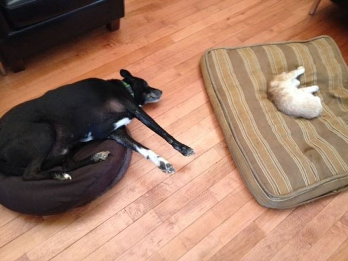 Gatíneos roubando a cama de catioros