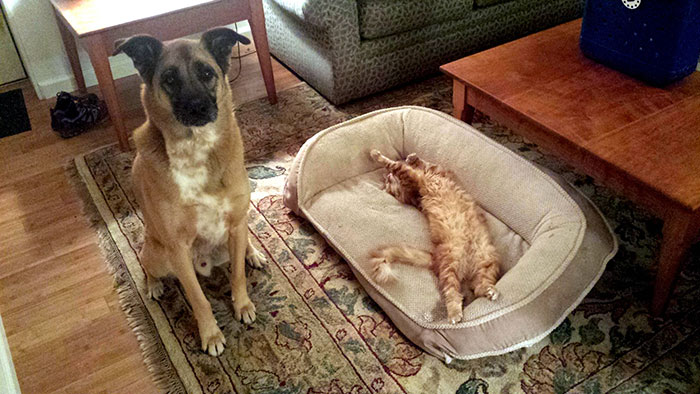 Gatíneos roubando a cama de catioros