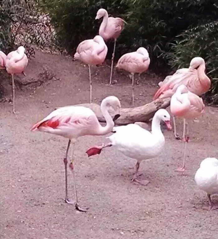 Patos acham que são flamingos