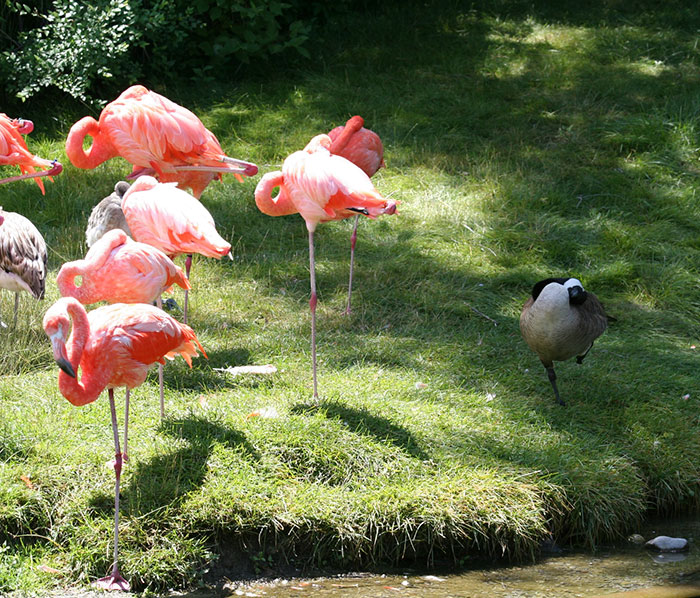 Patos acham que são flamingos