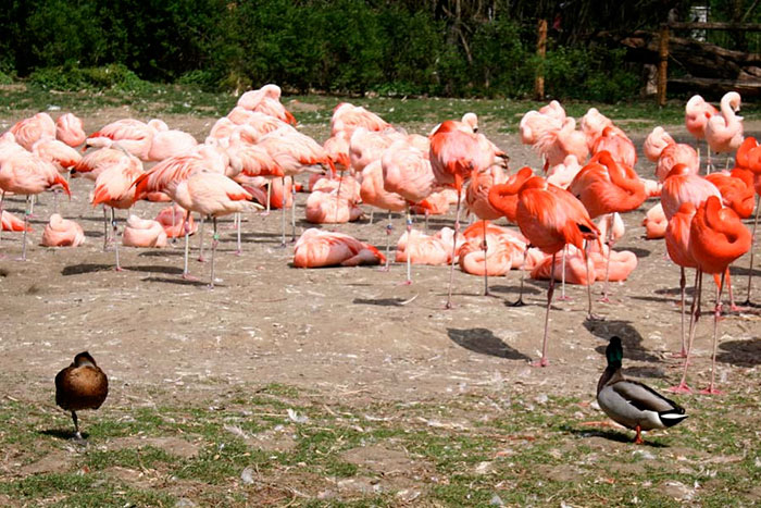 Patos acham que são flamingos