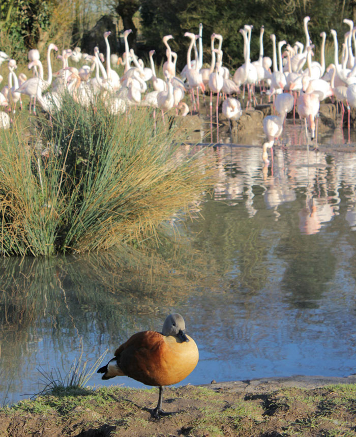 Patos acham que são flamingos