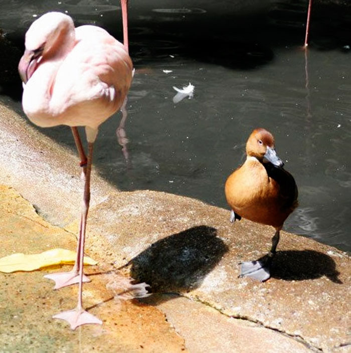 Patos acham que são flamingos