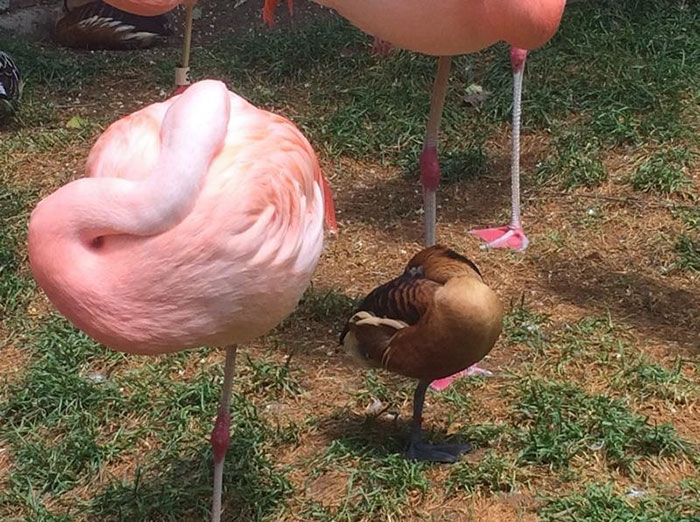 Patos acham que são flamingos