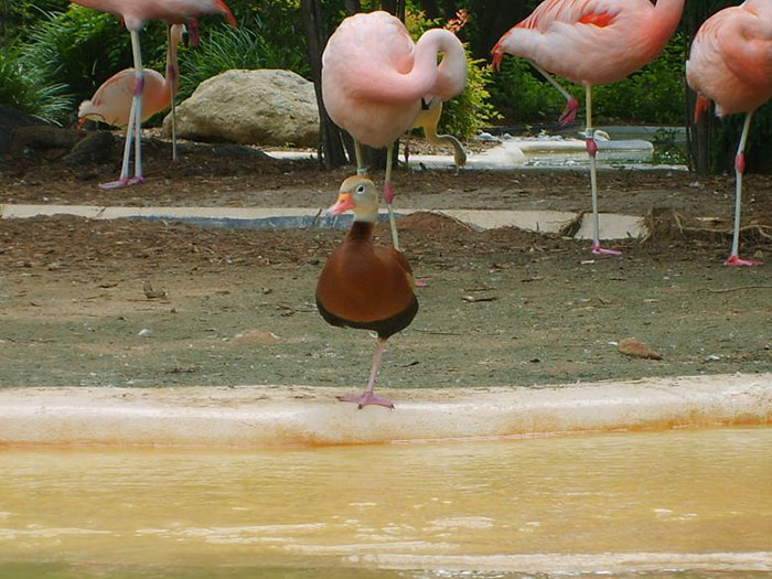 Patos acham que são flamingos