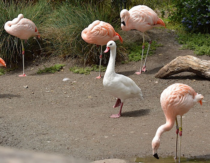 Patos acham que são flamingos