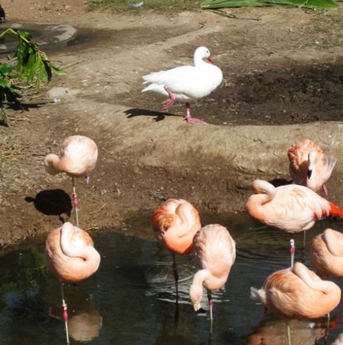 Patos acham que são flamingos