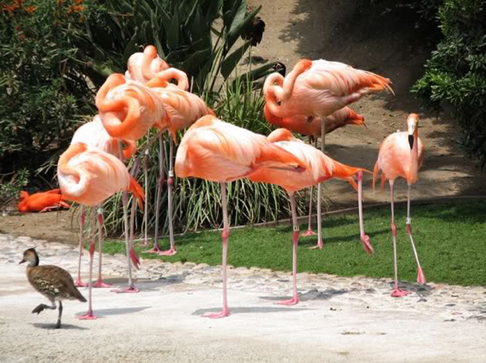 Patos acham que são flamingos