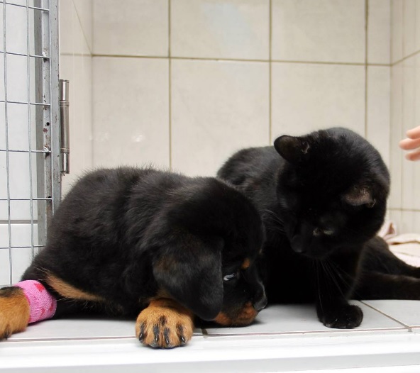 Lucifer, mais conhecido como Luc, é um gato que vive em uma clínica veterinária em Perm, na Rússia. Ele sofreu um dano na espinha dorsal e não consegue mais andar