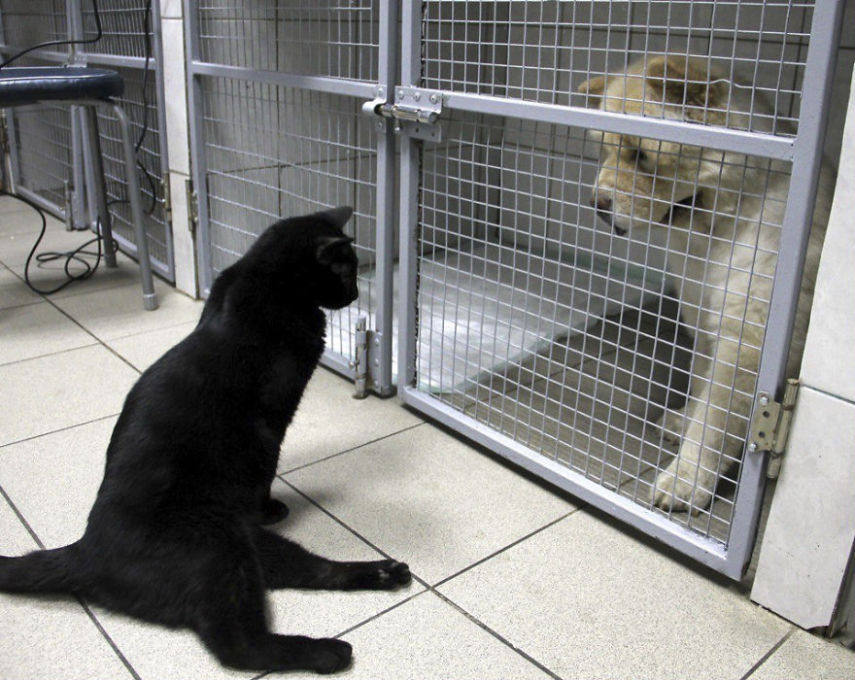 Lucifer, mais conhecido como Luc, é um gato que vive em uma clínica veterinária em Perm, na Rússia. Ele sofreu um dano na espinha dorsal e não consegue mais andar