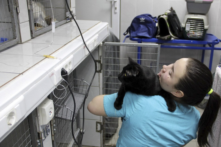 Lucifer, mais conhecido como Luc, é um gato que vive em uma clínica veterinária em Perm, na Rússia. Ele sofreu um dano na espinha dorsal e não consegue mais andar