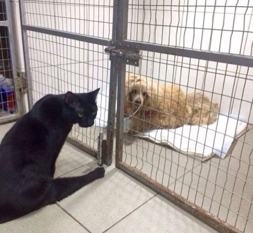 Lucifer, mais conhecido como Luc, é um gato que vive em uma clínica veterinária em Perm, na Rússia. Ele sofreu um dano na espinha dorsal e não consegue mais andar