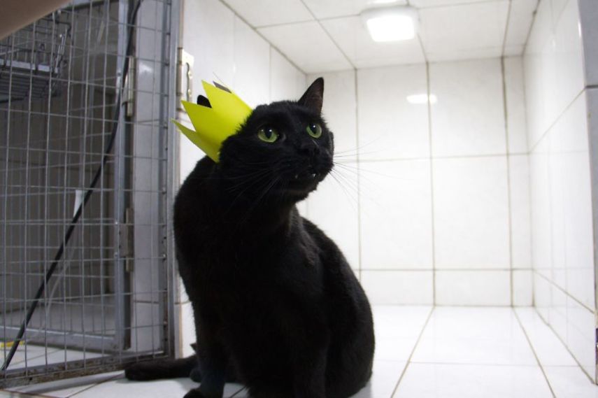 Lucifer, mais conhecido como Luc, é um gato que vive em uma clínica veterinária em Perm, na Rússia. Ele sofreu um dano na espinha dorsal e não consegue mais andar