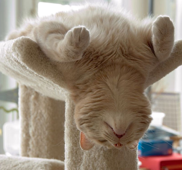 Estas fotos provam que os gatos dormem em qualquer lugar! <3