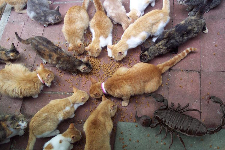 O maior escorpião do mundo, da espécie Pulmonoscorpius kirktonensis, e já extinto, seria do tamanho de um gato. 