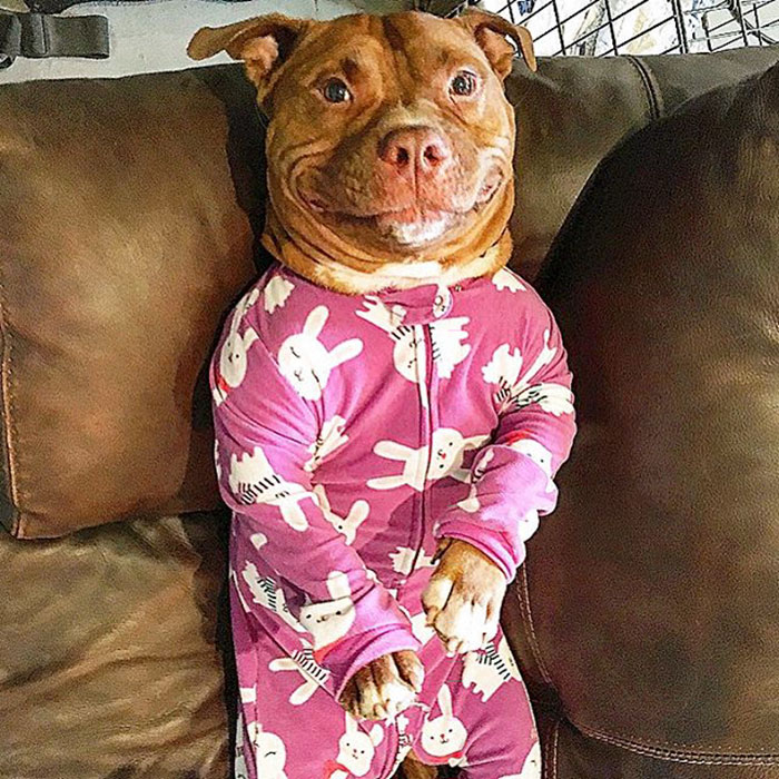 Meaty é um catioro que já conquistou 40 mil corações no Instagram. Porém, antes da fama, a vida do Pitbull caramelo não foi fácil.  Depois de sofrer maus-tratos, o grandão foi resgatado por uma ONG de proteção animal, até que Lisa Reilly, uma moradora da Califórnia, nos EUA, viu uma foto dele na internet, se apaixonou e o adotou. O bichinho ganhou um lar, e, desde então, não tirou mais o sorriso da cara!