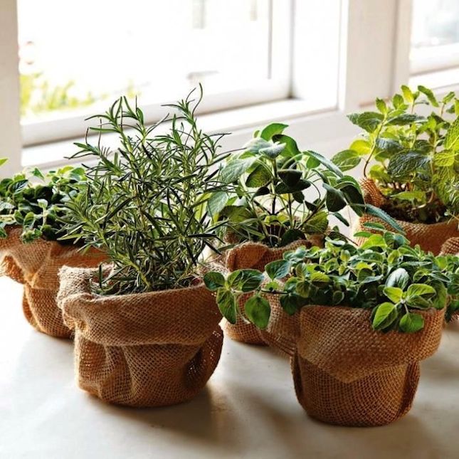 Ter um cantinho verde em casa reduz o estresse e aumenta a beleza! Então, se liga nestas ideias de como ter plantas em apartamentos e casas pequenas