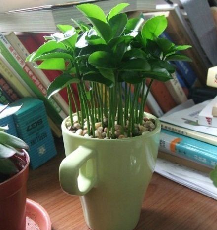 Ter um cantinho verde em casa reduz o estresse e aumenta a beleza! Então, se liga nestas ideias de como ter plantas em apartamentos e casas pequenas