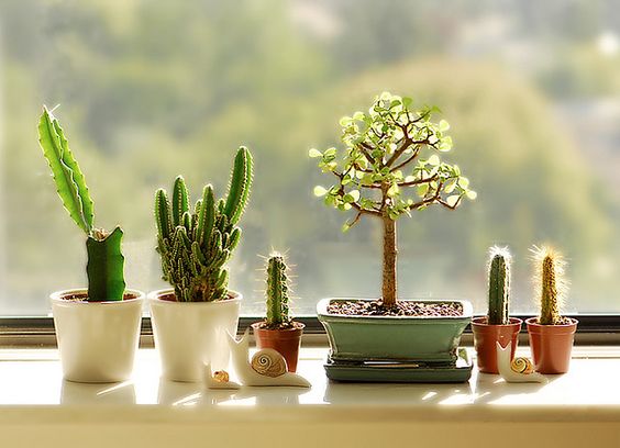 Ter um cantinho verde em casa reduz o estresse e aumenta a beleza! Então, se liga nestas ideias de como ter plantas em apartamentos e casas pequenas