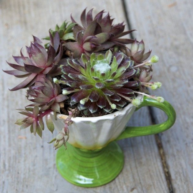 Ter um cantinho verde em casa reduz o estresse e aumenta a beleza! Então, se liga nestas ideias de como ter plantas em apartamentos e casas pequenas