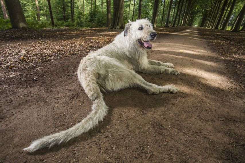 Keon tem um rabo de 76,8cm e vive com o seu dono, Ilse Loodts, na Bélgica 