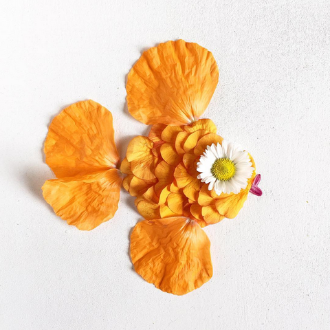 A artista botânica Bridget Beth Collins encontrou em flores e folhas a inspiração perfeita para reimaginar desenhos e personagens inusitados