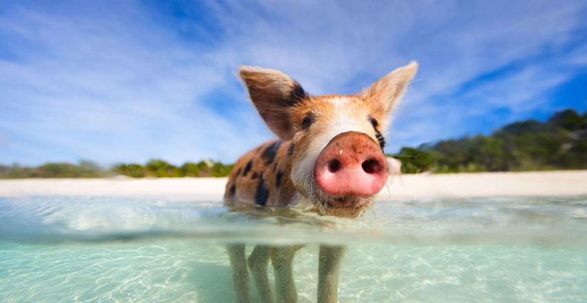 É comum encontrar porcos selvagens nas águas da ilha de Grand Exuma, nas Bahamas.