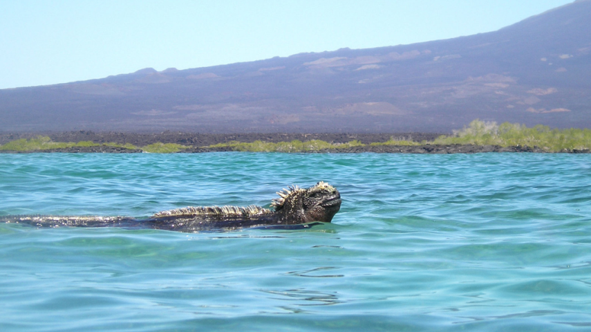 Que tal nadar próximo a iguanas marinhas, espécie encontrada apenas nas ilhas Galápagos, localizada na costa do país sul-americano.
