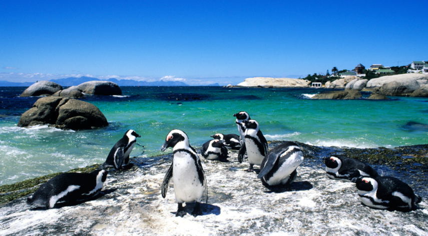 Um grupo especial de pinguins de patas negras vive nas águas do Oceano Atlântico na praia de Boulder, na Cidade do Cabo, na África do Sul. 