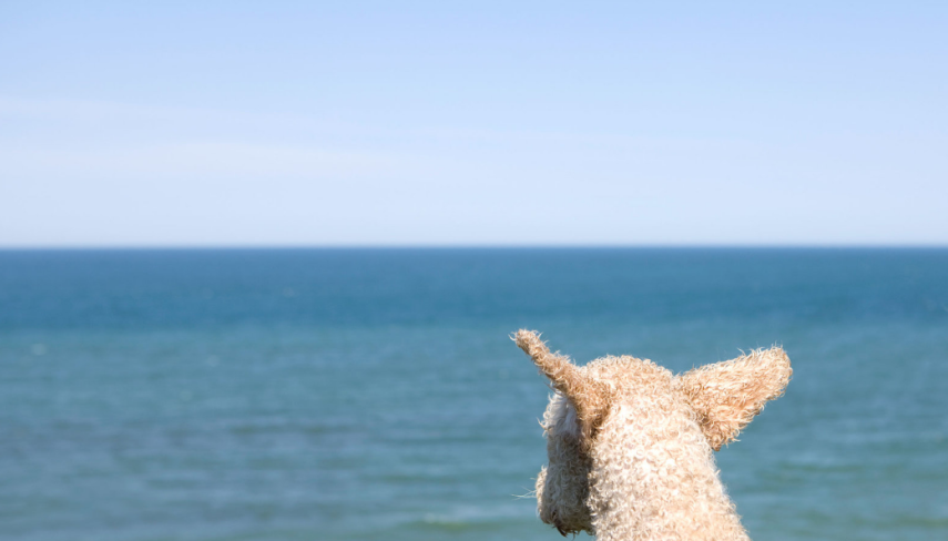 Se quiser conhecer estes cachorros únicos, chamados de Cães de Água Portugueses e que têm pé parecido com o de um pato, reserve uma diária ou algumas horas no Conrad Algarve, onde eles recebem cuidados especiais e interagem com os visitantes.