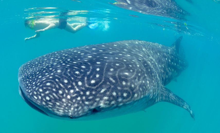 Entre agosto e outubro, os tubarões-baleia migram para as águas mornas da Isla Holbox, no México. E, nesta época, os visitantes conseguem mergulhar bem próximos a estes animais imensos.