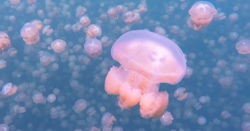 O micro país insular localizado no Pacífico tem até um lago chamado Jellyfish Lake, repleto de águas-vivas. Por causa da composição da água com ácido sulfúrico, os visitantes são autorizados a mergulhar a apenas uma certa profundidade.