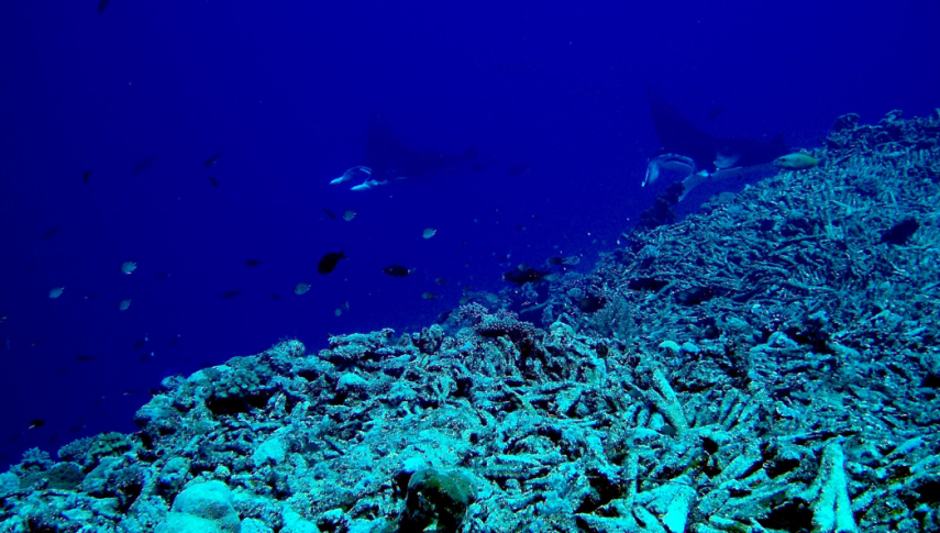 Em torno de 400 espécies marinhas têm a Grande Barreira de Coral, na Austrália, como casa. E, entre maio e junho, é possível ver pelas águas claras várias mantas, espécie de peixe gigante com mais de cinco metros e que chega a pesar toneladas.