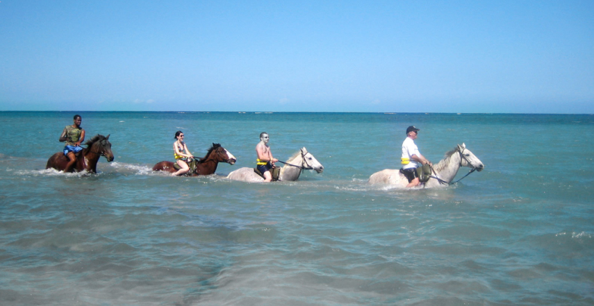 Cavalos de corrida resgatados e que passam por reabilitação se transformam em ótimos guias e mergulhadores na Half Moon Bay, na Jamaica. Como são excelentes na água, eles levam os turistas para passeios pelo mar do Caribe.