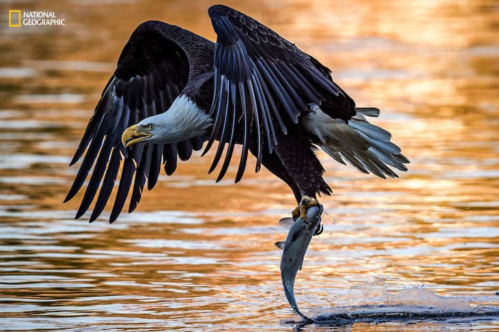 Nature Photographer of the Year