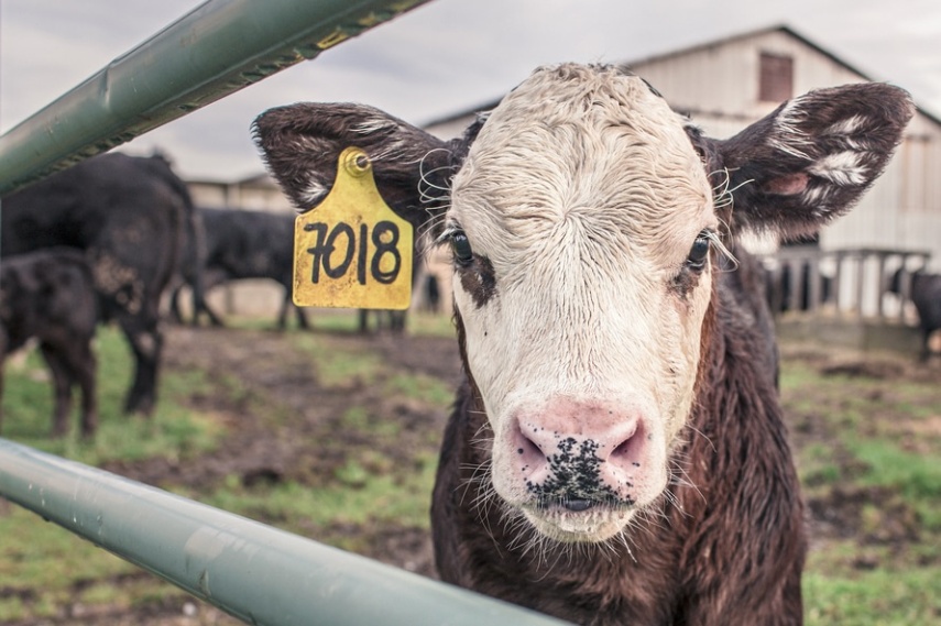 Para fazer gelatina é preciso colágeno. Para ter colágeno, é necessário pele e ossos, onde a substância é encontrada. Ao fervermos ossos e pele de vacas, galinhas e porcos, o colágeno se fragmenta e se dispersa na água