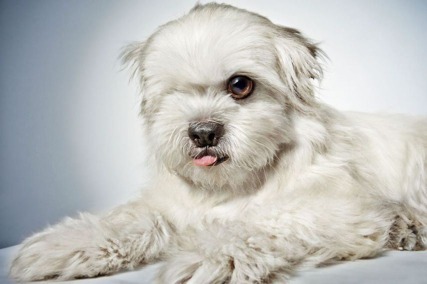 Para ajudar a instituição 'Humane Society of New York', que resgata animais abandonados e encaminha peludos para adoção,  o badalado fotógrafo de moda, Richard Phibbs, resolveu retratá-los em fotos adoráveis.  Os retratos foram parar no livro 'Rescue Me', acompanhados da história de cada cachorro contadas pelo escritor e ativista Richard Jonas.  Todo o dinheiro arrecadado nas vendas da publicação será doado para a 'Humane Society of New York'.