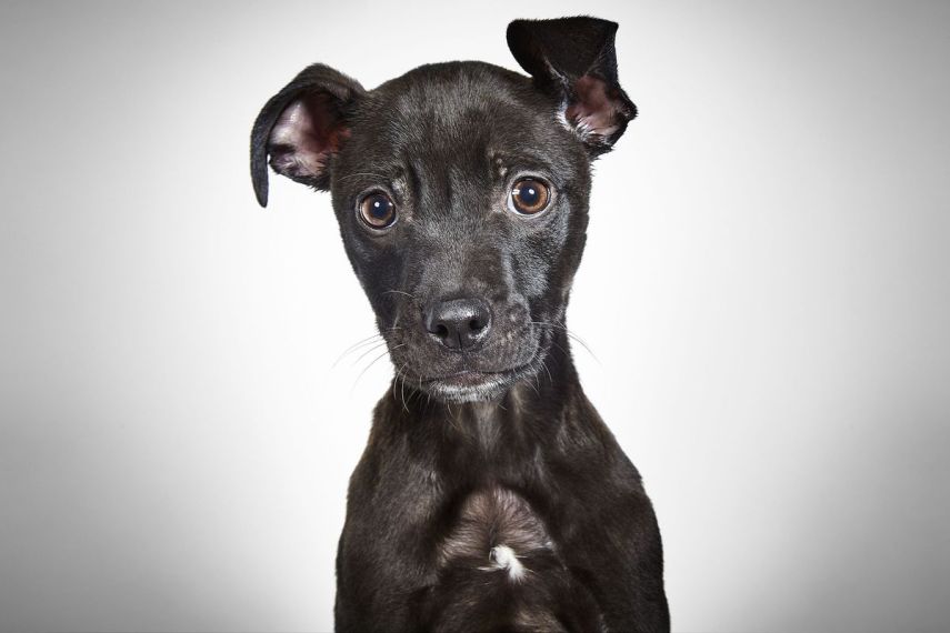 Para ajudar a instituição 'Humane Society of New York', que resgata animais abandonados e encaminha peludos para adoção,  o badalado fotógrafo de moda, Richard Phibbs, resolveu retratá-los em fotos adoráveis.  Os retratos foram parar no livro 'Rescue Me', acompanhados da história de cada cachorro contadas pelo escritor e ativista Richard Jonas.  Todo o dinheiro arrecadado nas vendas da publicação será doado para a 'Humane Society of New York'.