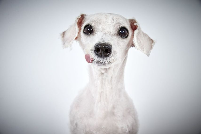 Para ajudar a instituição 'Humane Society of New York', que resgata animais abandonados e encaminha peludos para adoção,  o badalado fotógrafo de moda, Richard Phibbs, resolveu retratá-los em fotos adoráveis.  Os retratos foram parar no livro 'Rescue Me', acompanhados da história de cada cachorro contadas pelo escritor e ativista Richard Jonas.  Todo o dinheiro arrecadado nas vendas da publicação será doado para a 'Humane Society of New York'.