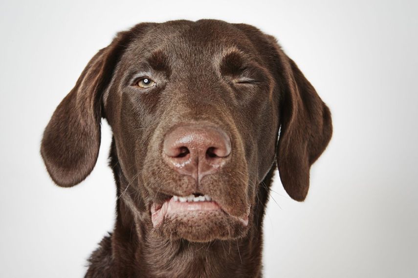 Para ajudar a instituição 'Humane Society of New York', que resgata animais abandonados e encaminha peludos para adoção,  o badalado fotógrafo de moda, Richard Phibbs, resolveu retratá-los em fotos adoráveis.  Os retratos foram parar no livro 'Rescue Me', acompanhados da história de cada cachorro contadas pelo escritor e ativista Richard Jonas.  Todo o dinheiro arrecadado nas vendas da publicação será doado para a 'Humane Society of New York'.