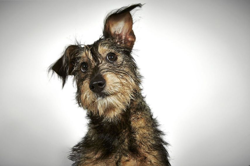 Para ajudar a instituição 'Humane Society of New York', que resgata animais abandonados e encaminha peludos para adoção,  o badalado fotógrafo de moda, Richard Phibbs, resolveu retratá-los em fotos adoráveis.  Os retratos foram parar no livro 'Rescue Me', acompanhados da história de cada cachorro contadas pelo escritor e ativista Richard Jonas.  Todo o dinheiro arrecadado nas vendas da publicação será doado para a 'Humane Society of New York'.