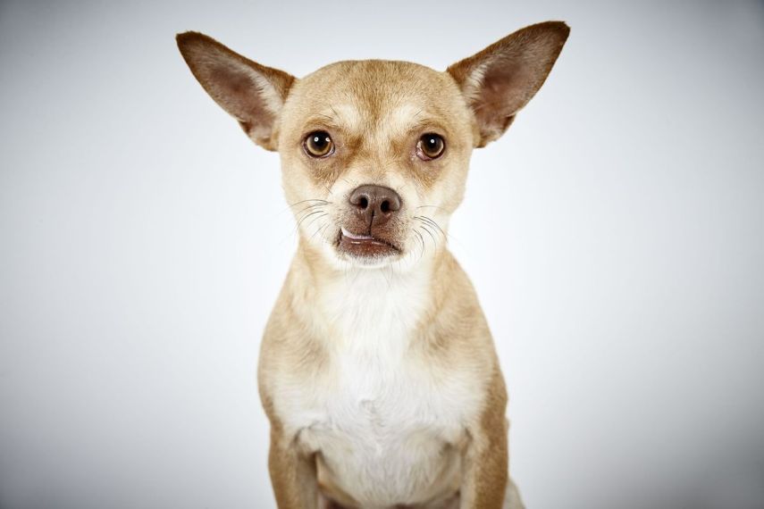 Para ajudar a instituição 'Humane Society of New York', que resgata animais abandonados e encaminha peludos para adoção,  o badalado fotógrafo de moda, Richard Phibbs, resolveu retratá-los em fotos adoráveis.  Os retratos foram parar no livro 'Rescue Me', acompanhados da história de cada cachorro contadas pelo escritor e ativista Richard Jonas.  Todo o dinheiro arrecadado nas vendas da publicação será doado para a 'Humane Society of New York'.
