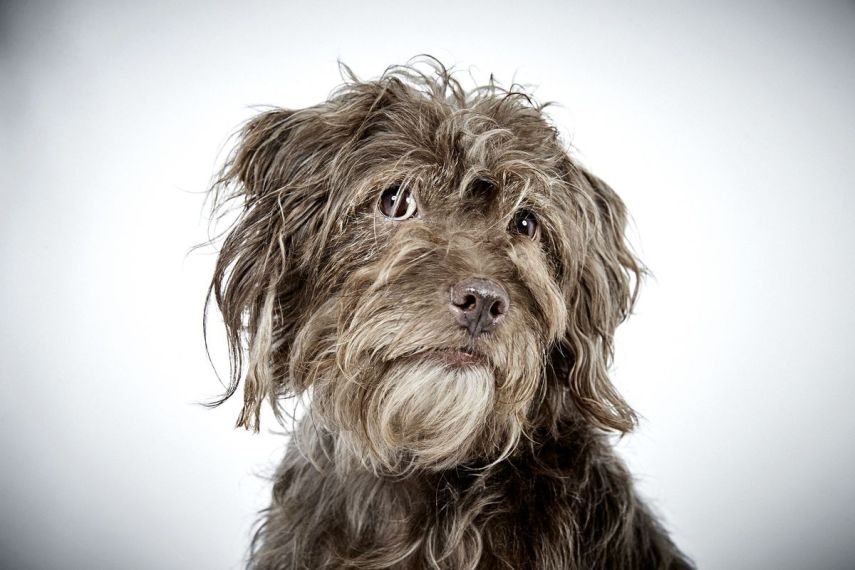 Para ajudar a instituição 'Humane Society of New York', que resgata animais abandonados e encaminha peludos para adoção,  o badalado fotógrafo de moda, Richard Phibbs, resolveu retratá-los em fotos adoráveis.  Os retratos foram parar no livro 'Rescue Me', acompanhados da história de cada cachorro contadas pelo escritor e ativista Richard Jonas.  Todo o dinheiro arrecadado nas vendas da publicação será doado para a 'Humane Society of New York'.