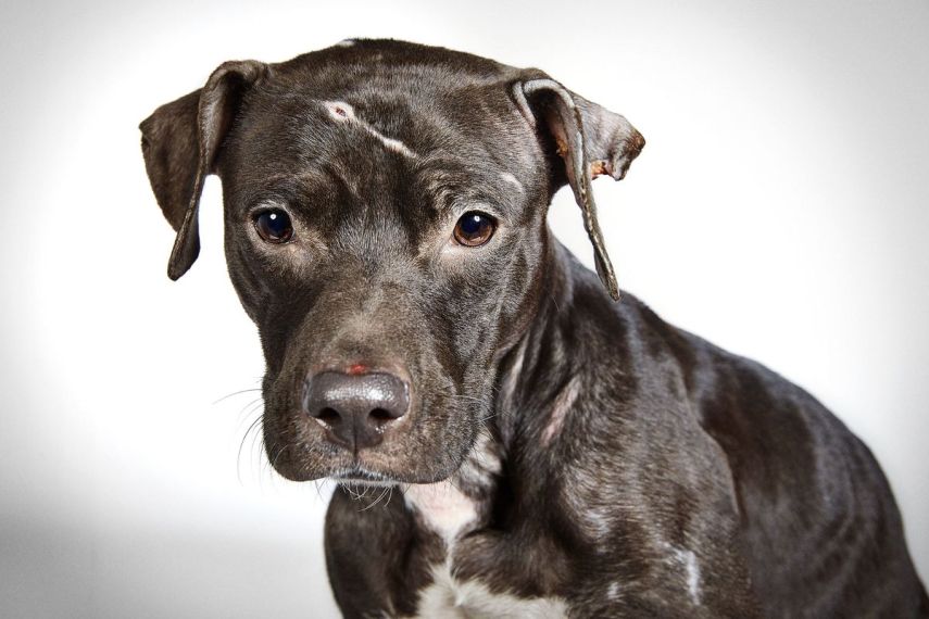 Para ajudar a instituição 'Humane Society of New York', que resgata animais abandonados e encaminha peludos para adoção,  o badalado fotógrafo de moda, Richard Phibbs, resolveu retratá-los em fotos adoráveis.  Os retratos foram parar no livro 'Rescue Me', acompanhados da história de cada cachorro contadas pelo escritor e ativista Richard Jonas.  Todo o dinheiro arrecadado nas vendas da publicação será doado para a 'Humane Society of New York'.