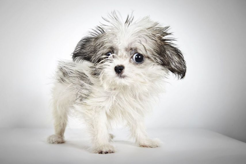 Para ajudar a instituição 'Humane Society of New York', que resgata animais abandonados e encaminha peludos para adoção,  o badalado fotógrafo de moda, Richard Phibbs, resolveu retratá-los em fotos adoráveis.  Os retratos foram parar no livro 'Rescue Me', acompanhados da história de cada cachorro contadas pelo escritor e ativista Richard Jonas.  Todo o dinheiro arrecadado nas vendas da publicação será doado para a 'Humane Society of New York'.