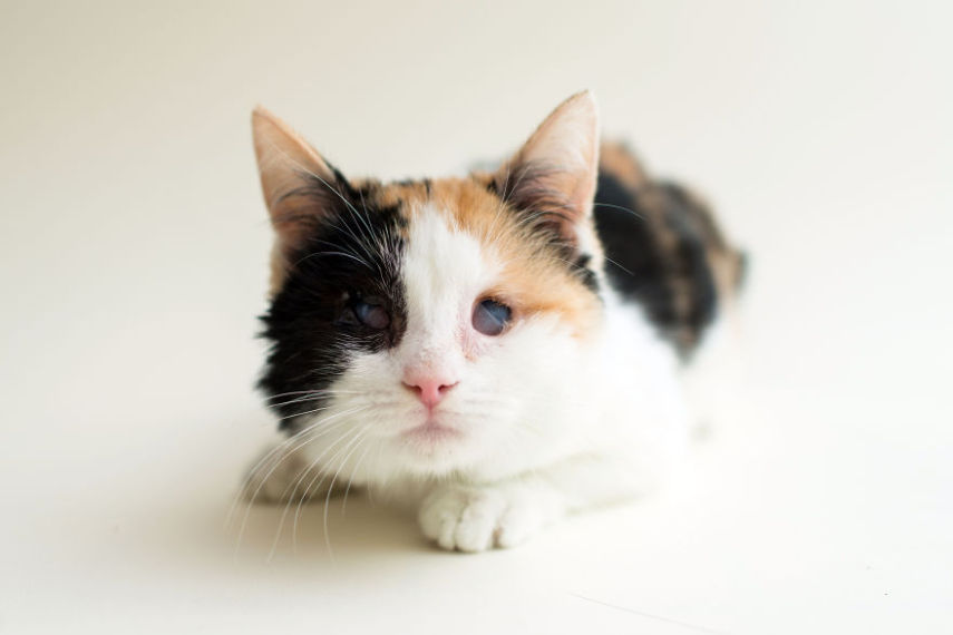 Casey é uma fotógrafa de Los Angeles, nos Estados Unidos, que decidiu usar seu trabalho para ajudar animais a serem adotados