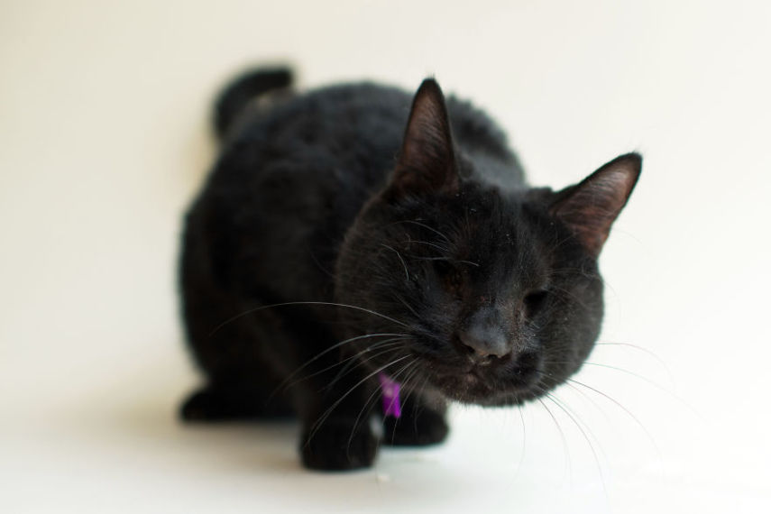 Casey é uma fotógrafa de Los Angeles, nos Estados Unidos, que decidiu usar seu trabalho para ajudar animais a serem adotados